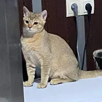 گربه