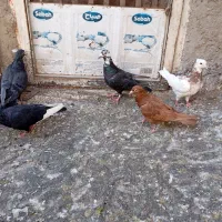 کبوتر گرفتنی|پرنده|قزوین, |دیوار