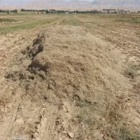 کاه ماش تمیز و عالی