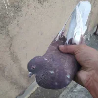 کفتر گرفتی همه|پرنده|ساوه, |دیوار