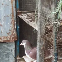 کابینت آشپزخانه و منبع نفت و کبوتر