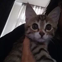 بچه گربه میکس