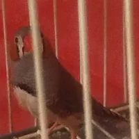 یک جفت فنچ فروشی