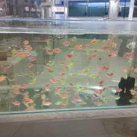 آکواریوم ماهی متعلقات