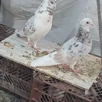 هشت جفت کفتر حسابی پرشی