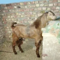 کره مری چاق