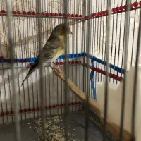 سهره قناری|پرنده|سرپل ذهاب, |دیوار