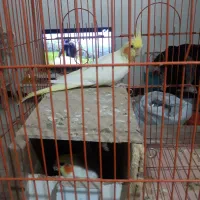 یک جفت طوطی عروس لوتینو مولد|پرنده|کرج, شهرک خاتم النبیا|دیوار