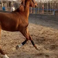 اسب|اسب و تجهیزات اسب‌سواری|خرمدره, |دیوار