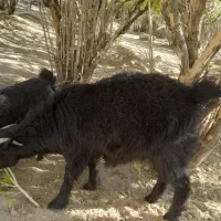 بز آبستن همراه بزغاله حراج|حیوانات مزرعه|خاش, |دیوار