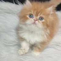 فروش پسر خوشگل پرشین|گربه|لاهیجان, لیالستان|دیوار