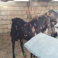 بزمری|حیوانات مزرعه|زاهدان, |دیوار