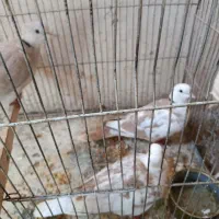 کفتر خونگی با یکی جوجش باهم 10000تومن