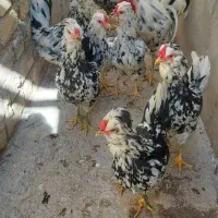تخم مرغ نطفه دار مرغهای گلین