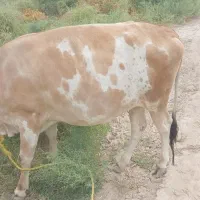 گوستر نزار چاق سرحال جوان دندان شیر