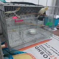 دو جفت عروس هلندی|پرنده|مبارکه, |دیوار