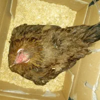 مرغ کرچ محلی اصل|حیوانات مزرعه|کهنوج, |دیوار