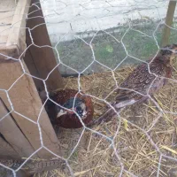 مر غ وخروس|حیوانات مزرعه|پرند, فاز ۲|دیوار