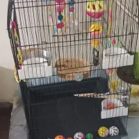 قفس پرنده نو