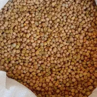 نخود تازه به فروش میرسد