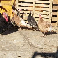 بوقلمون نروماده چاق بزرگ