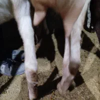 بز سانن پنجابی دورگ سانن|حیوانات مزرعه|درودزن, |دیوار