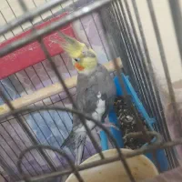 عروس|پرنده|دامغان, |دیوار