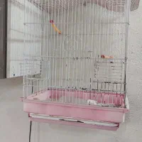 لانه مرغ و قفس پرنده|حیوانات مزرعه|رشت, حومه رشت|دیوار