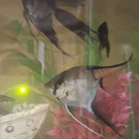 آکواریوم دلسا|ماهی|تهران, شهرک امام خمینی|دیوار