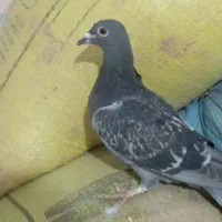 کبوتر|پرنده|نصر آباد, |دیوار