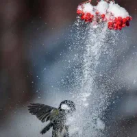 شرکت نظافتی برتر تهران