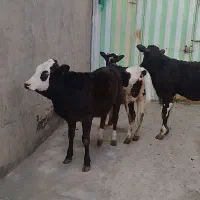 گوساله ماده