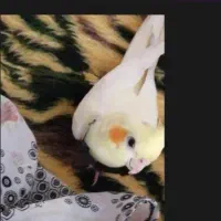 عروس هلندی گمشده|حیوانات|قم, شهر قائم|دیوار