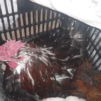 خروس چهل جیل گلین لری معاوضه با گندم یا خوراک