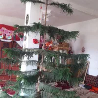 گل سرحال سرحال  بفروش میرسدبه علت نبودن جا|گل و گیاه طبیعی|ملکان, |دیوار