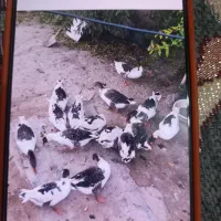 غاز فرشی اصلاندوز تربت کندی