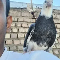 کفتر|حیوانات|قم, سید معصوم|دیوار