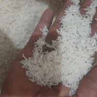 برنج فجر سوزنی