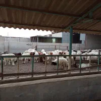 فروش زمین و دامداری بصورت چکی|فروش دفتر صنعتی، کشاورزی، تجاری|اهواز, اسماعیلیه|دیوار