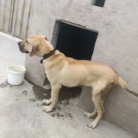 سگ سرابی توله 7ماه