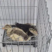 جوجه اردک دو ماهه