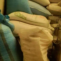 گندم کفتری
