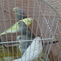 مرغ عشق|پرنده|میناب, |دیوار