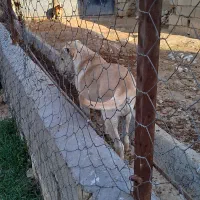 توله نر خراسانی|سگ|آشخانه, |دیوار