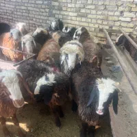 گوسفند زنده410ت|حیوانات مزرعه|یزد, |دیوار
