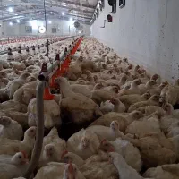 مرغداری گوشتی صنعتی