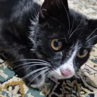 سرپرست مهربون واسه گربه ی خوشگل‌