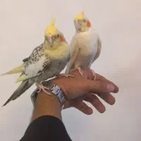 عروس هلندی (طوطی) جفت
