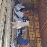 ۱۴عدد کفتر آس