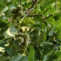 نهال فروشی رضادرخشان ارقام گردو بادام هلونهالستان|گل و گیاه طبیعی|زاینده رود, |دیوار